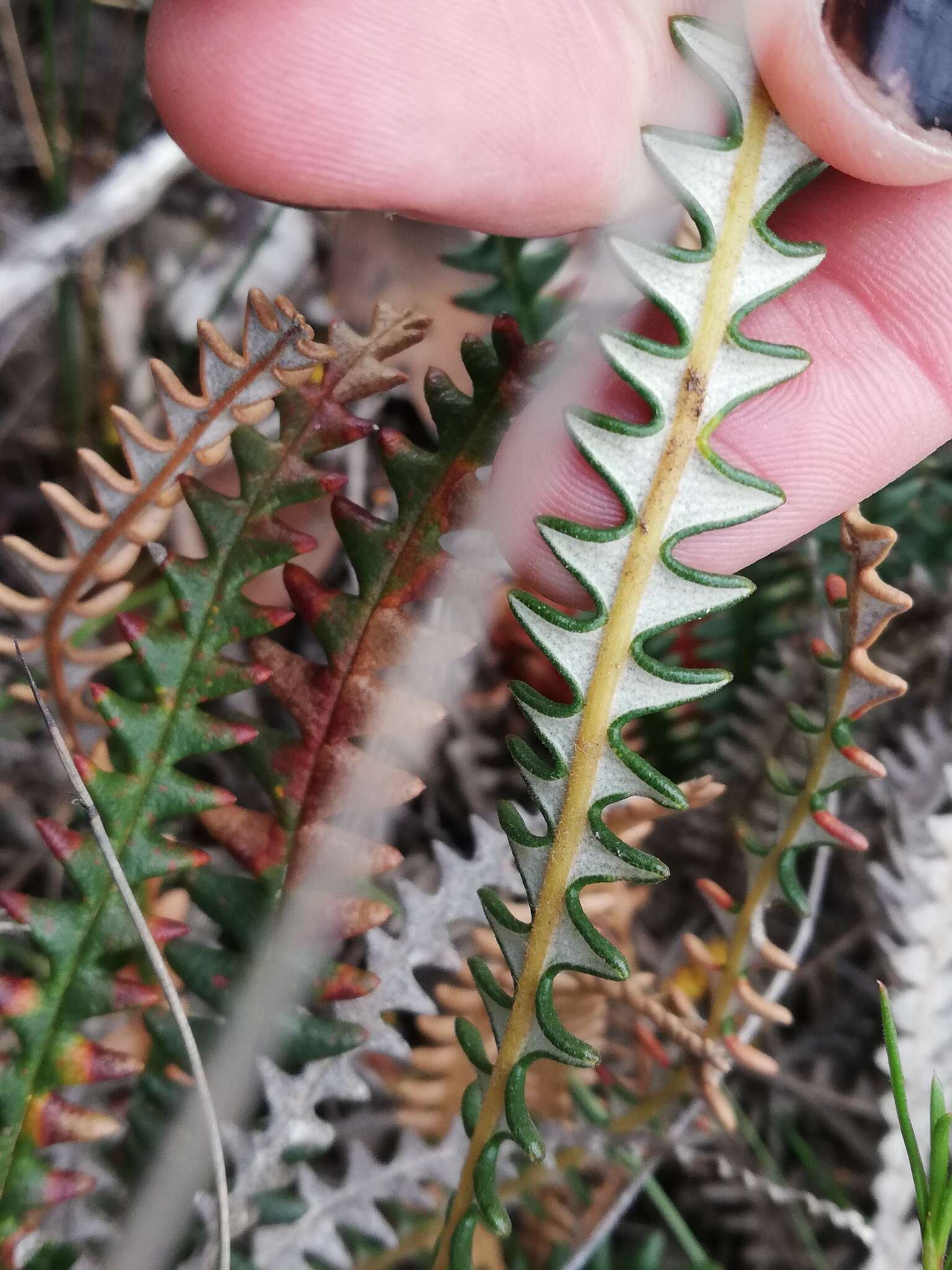 Image of Banksia obtusa (R. Br.) A. R. Mast & K. R. Thiele