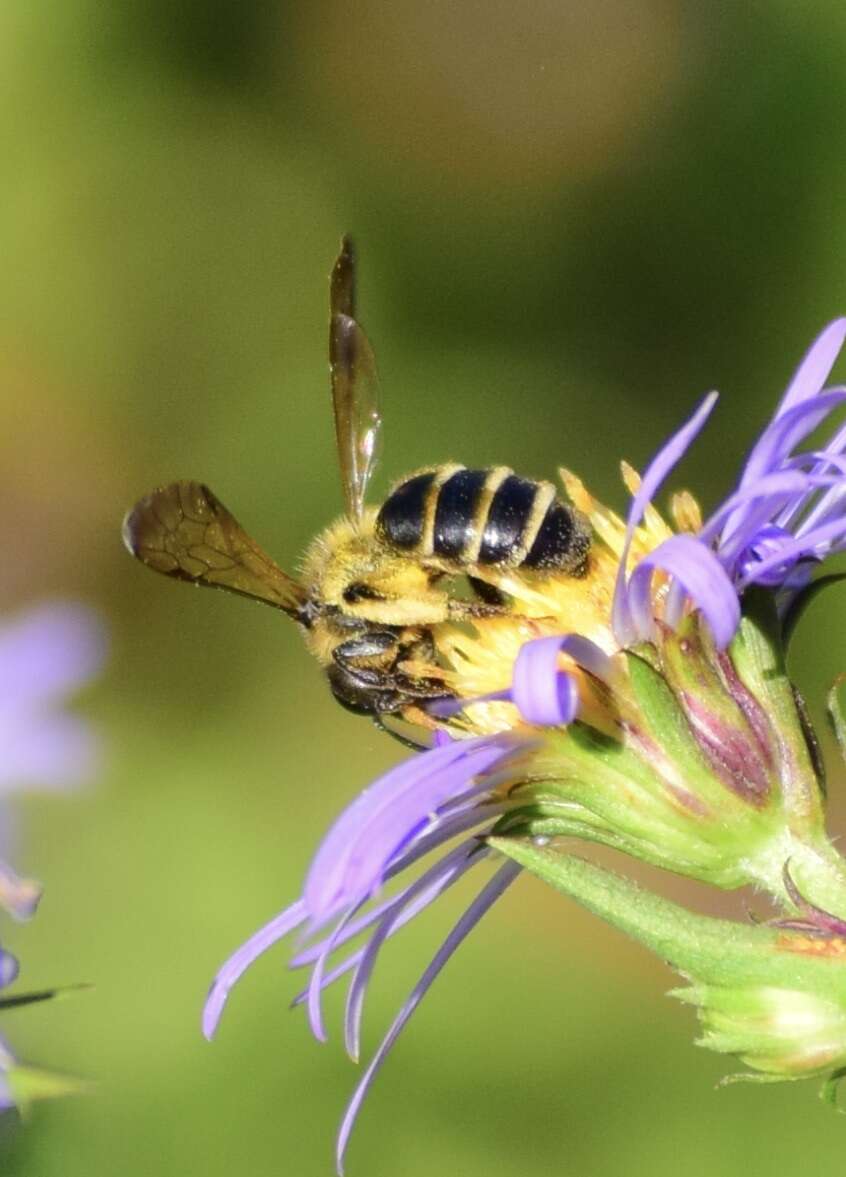 Image of Andrena robervalensis Mitchell 1960