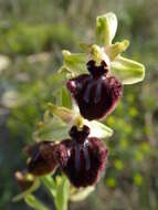 Image of Early spider orchid