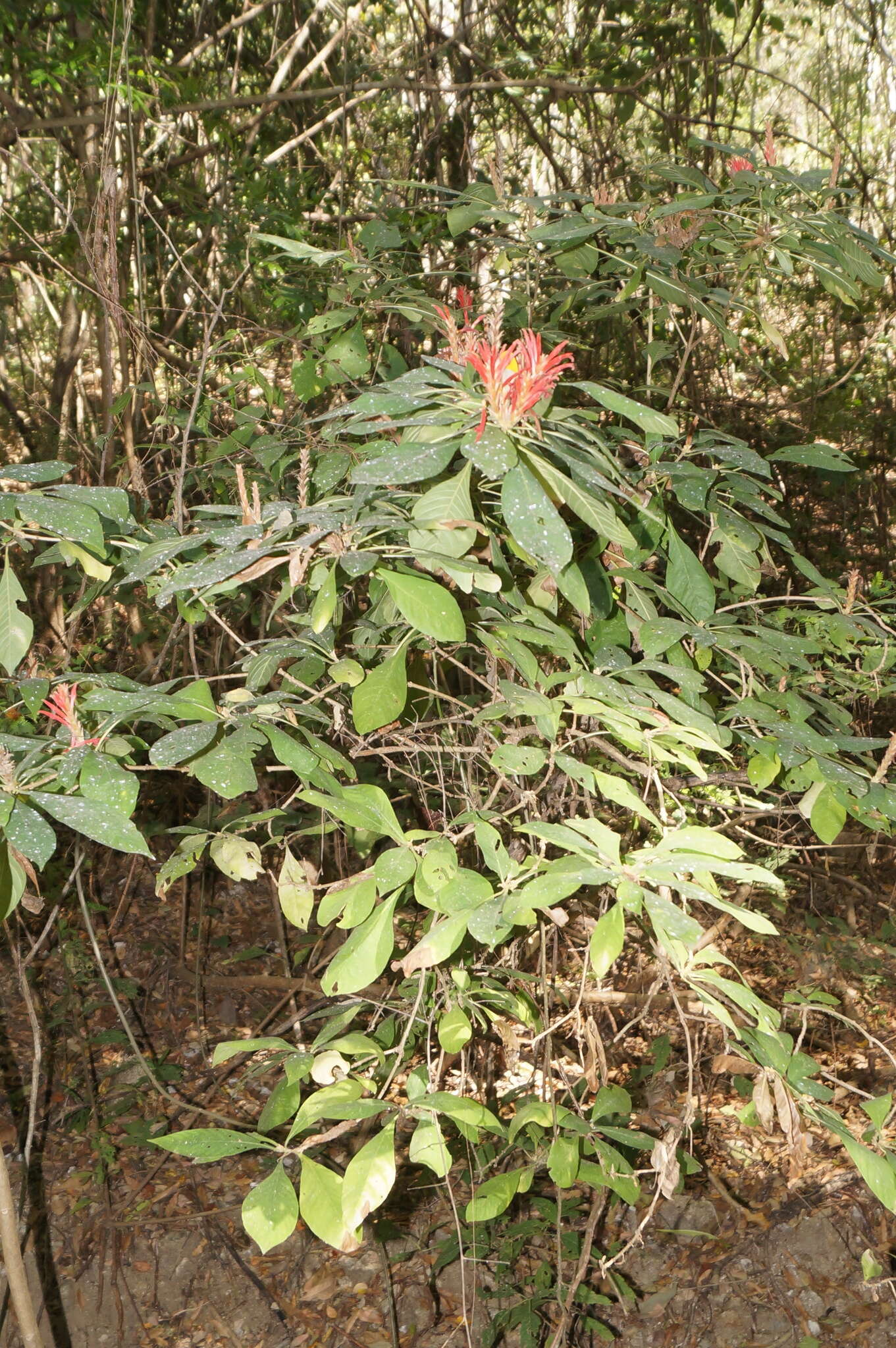 Image of Aphelandra scabra (Vahl) Sm.