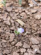 Image of San Diego thorn-mint