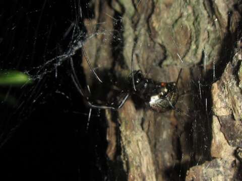 Image of Nephilengys papuana Thorell 1881