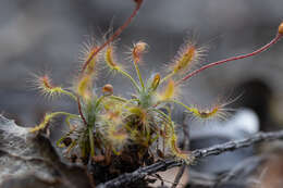 Image of Drosera scorpioides Planch.