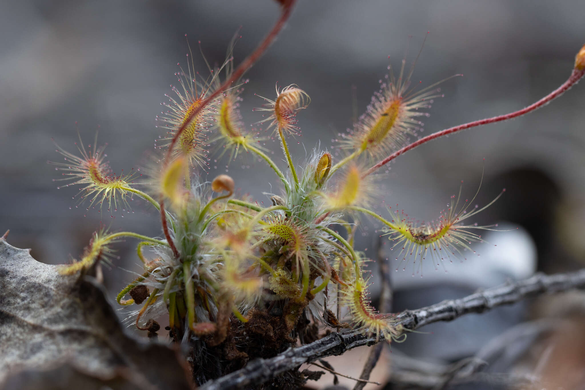 Image de Drosera scorpioides Planch.