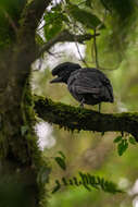 Image of Bare-necked Umbrellabird