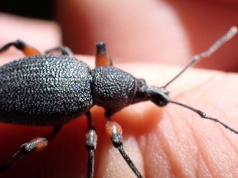 Image of Otiorhynchus (Otiorhynchus) cardiniger (Host 1789)