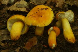 Image of Russula flavida Frost 1880