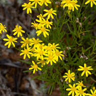 Senecio spanomerus I. Thomps. resmi