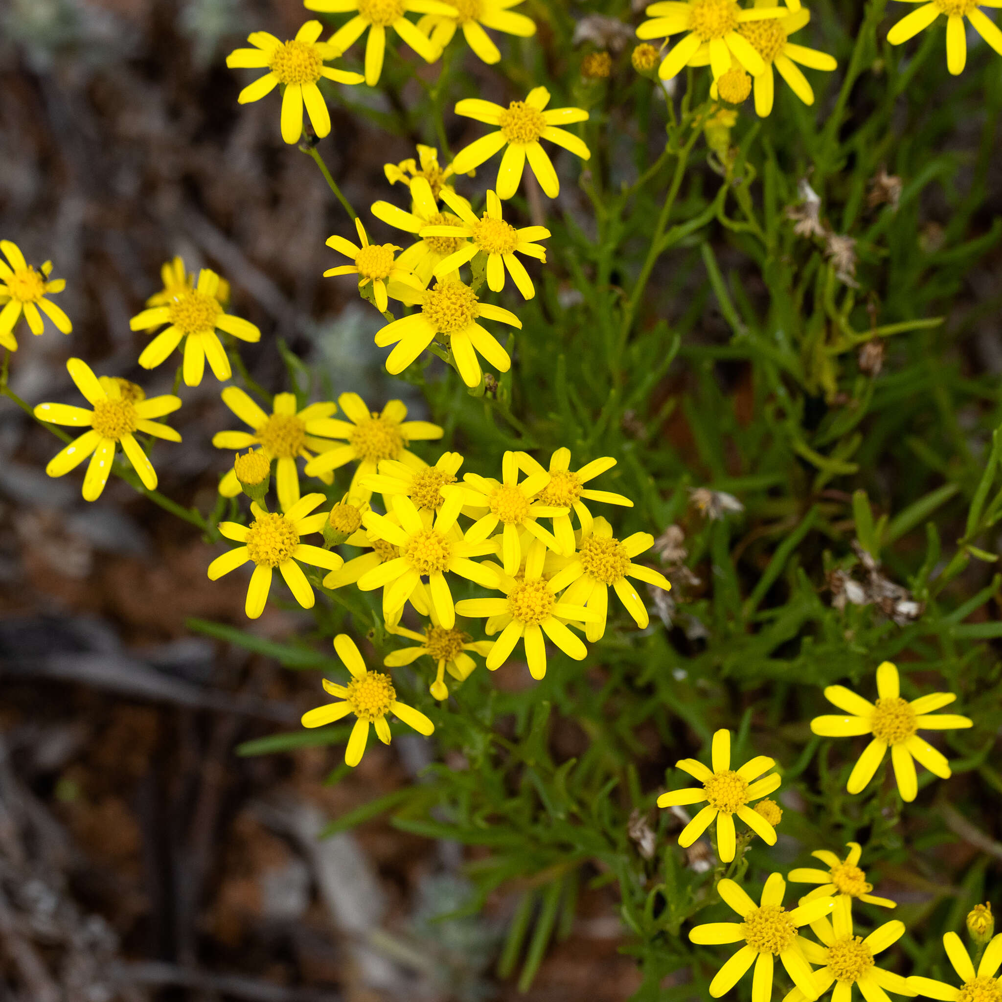 Senecio spanomerus I. Thomps. resmi