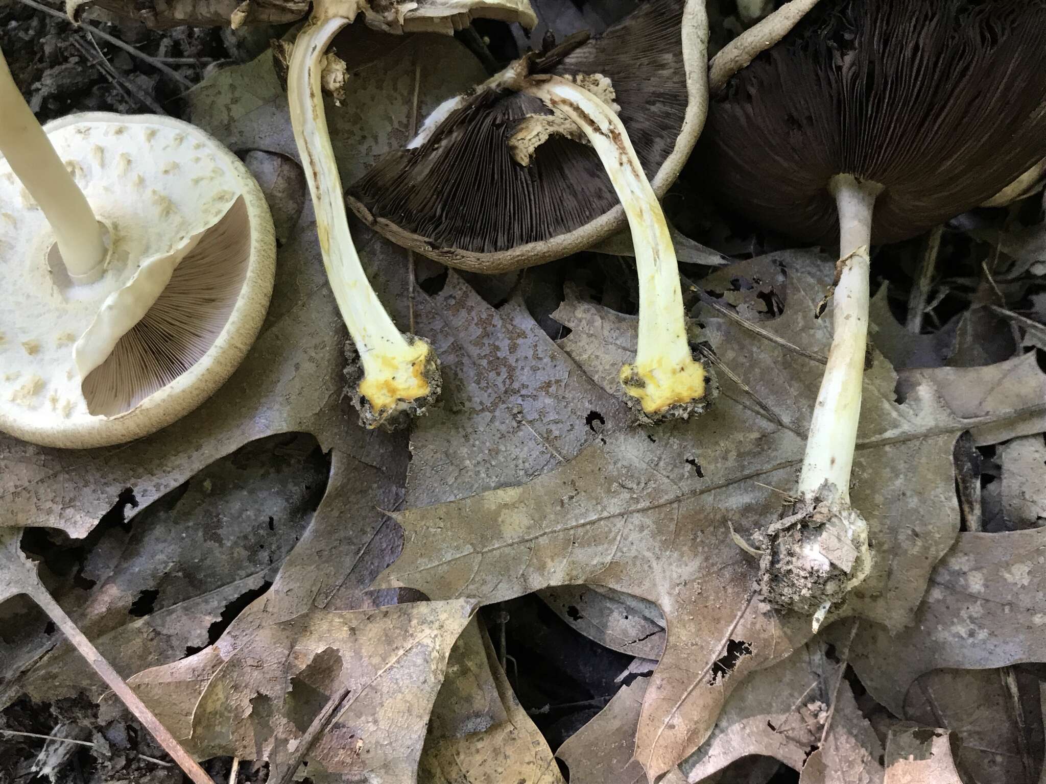 Imagem de Agaricus pocillator Murrill 1941