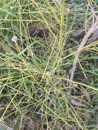 Image of Aceria carmichaeliae Lamb 1952