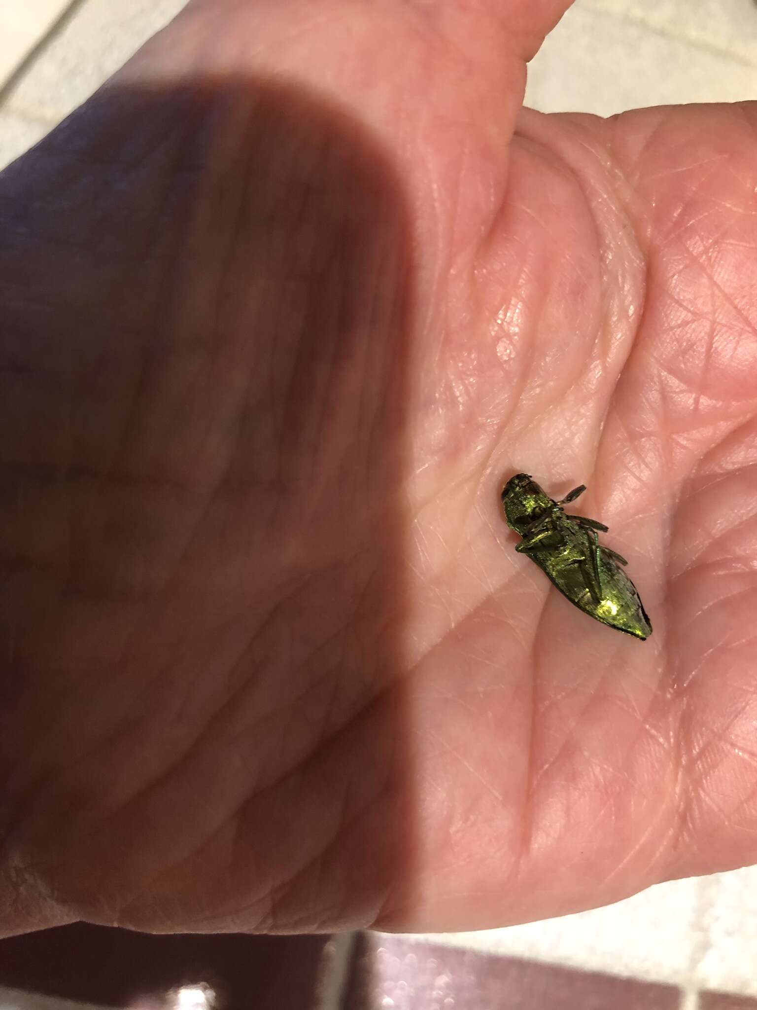 Image of Western Cedar Borer