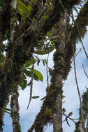 Imagem de Pfeiffera boliviana (Britton) D. R. Hunt