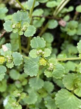 Plancia ëd Chrysosplenium glechomifolium Nutt. ex Torr. & Gray