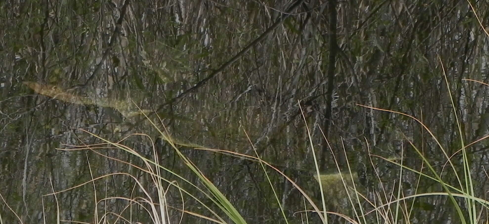 Image of Florida Softshell Turtle