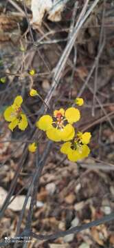 Image of Diplopterys lutea (Griseb.) W. R. Anderson & C. Davis