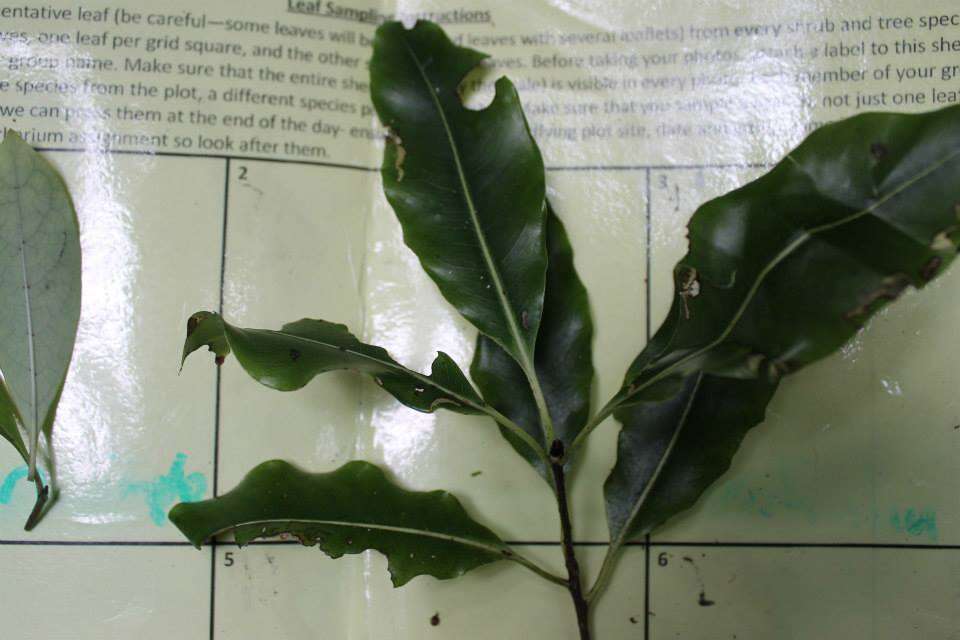 Image de Pittosporum eugenioides A. Cunn.