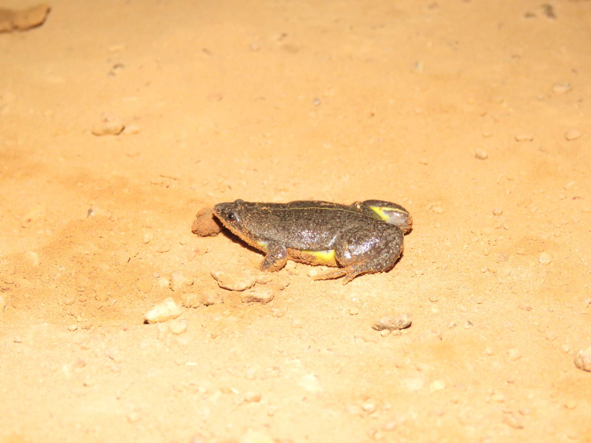 Image of Sapito Apuntado Bicolor