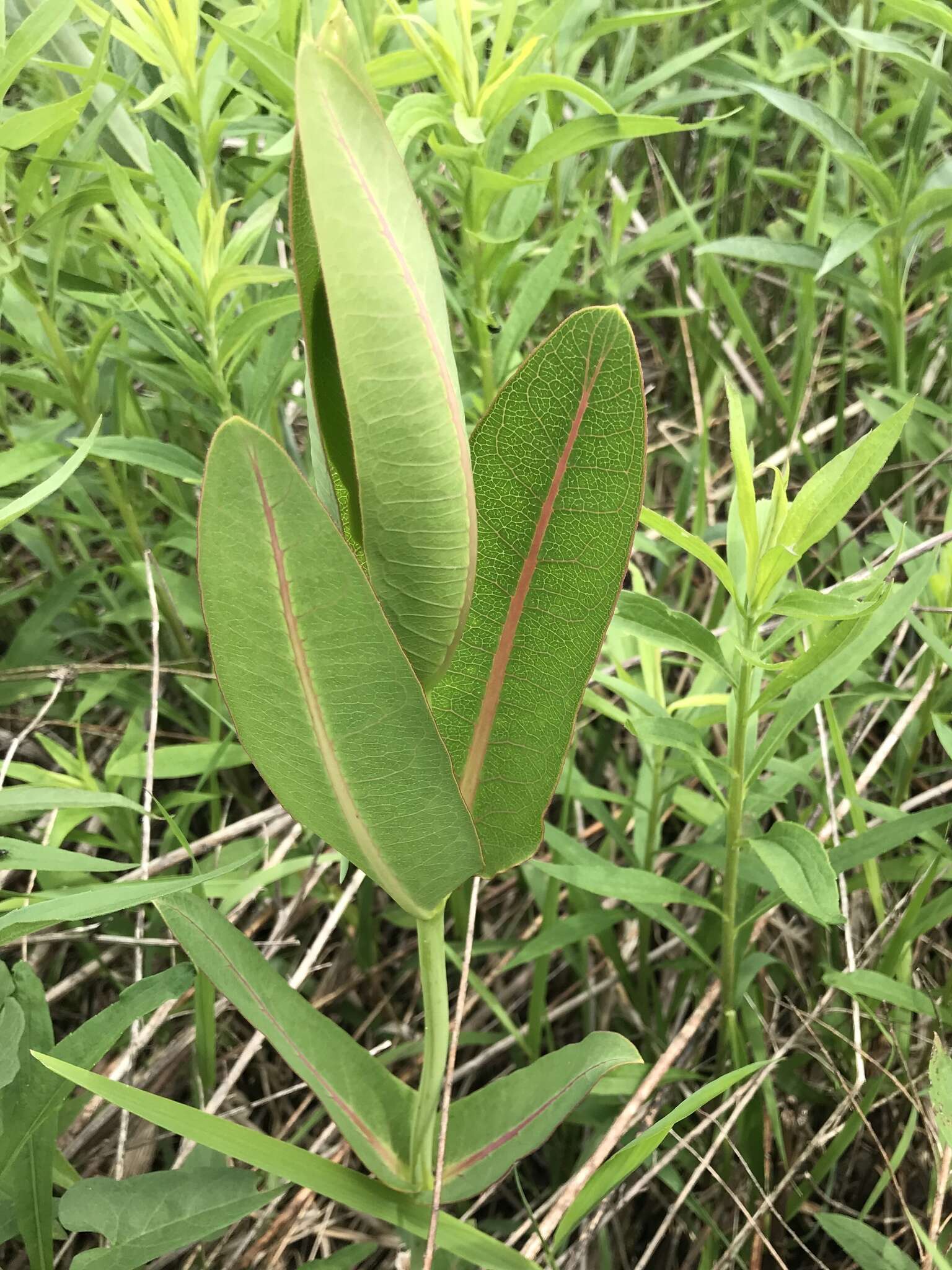 Image of prairie milkweed