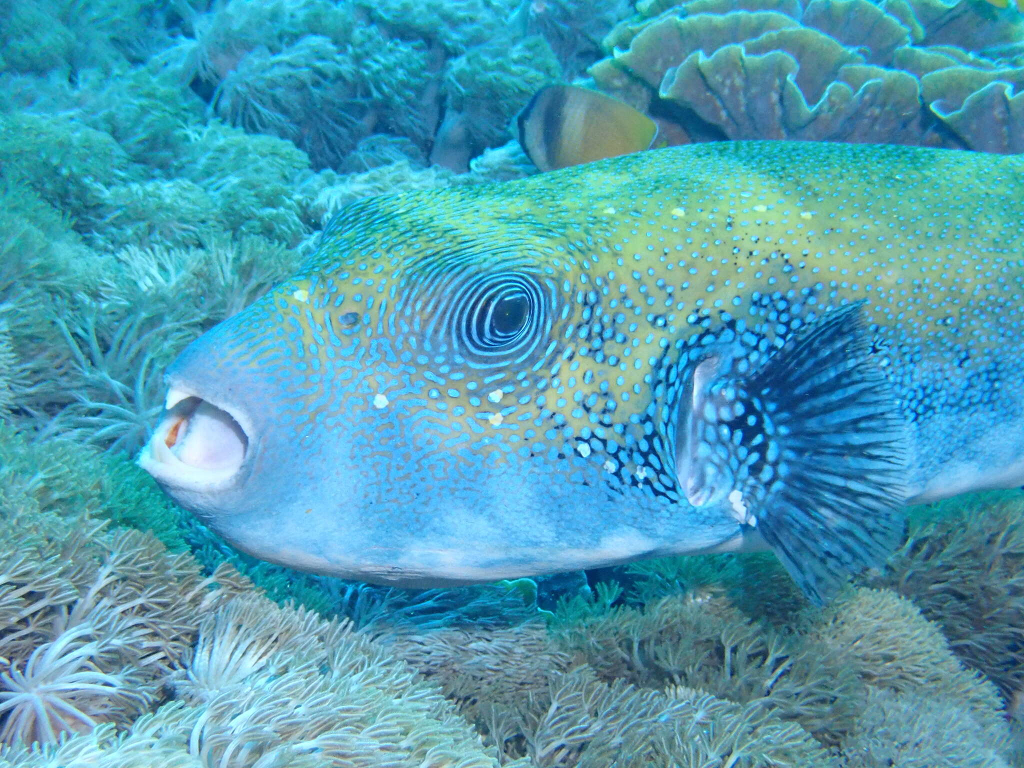 Arothron caeruleopunctatus Matsuura 1994 resmi