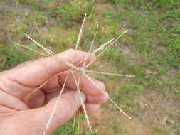 Plancia ëd Chloris verticillata Nutt.