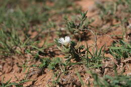 Image of Trichodiadema orientale L. Bol.