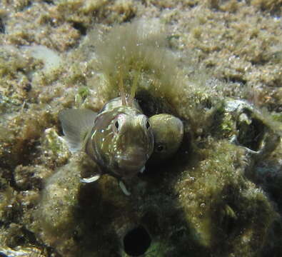 Image of Horned blenny