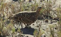 Image of Chestnut-bellied Sandgrouse