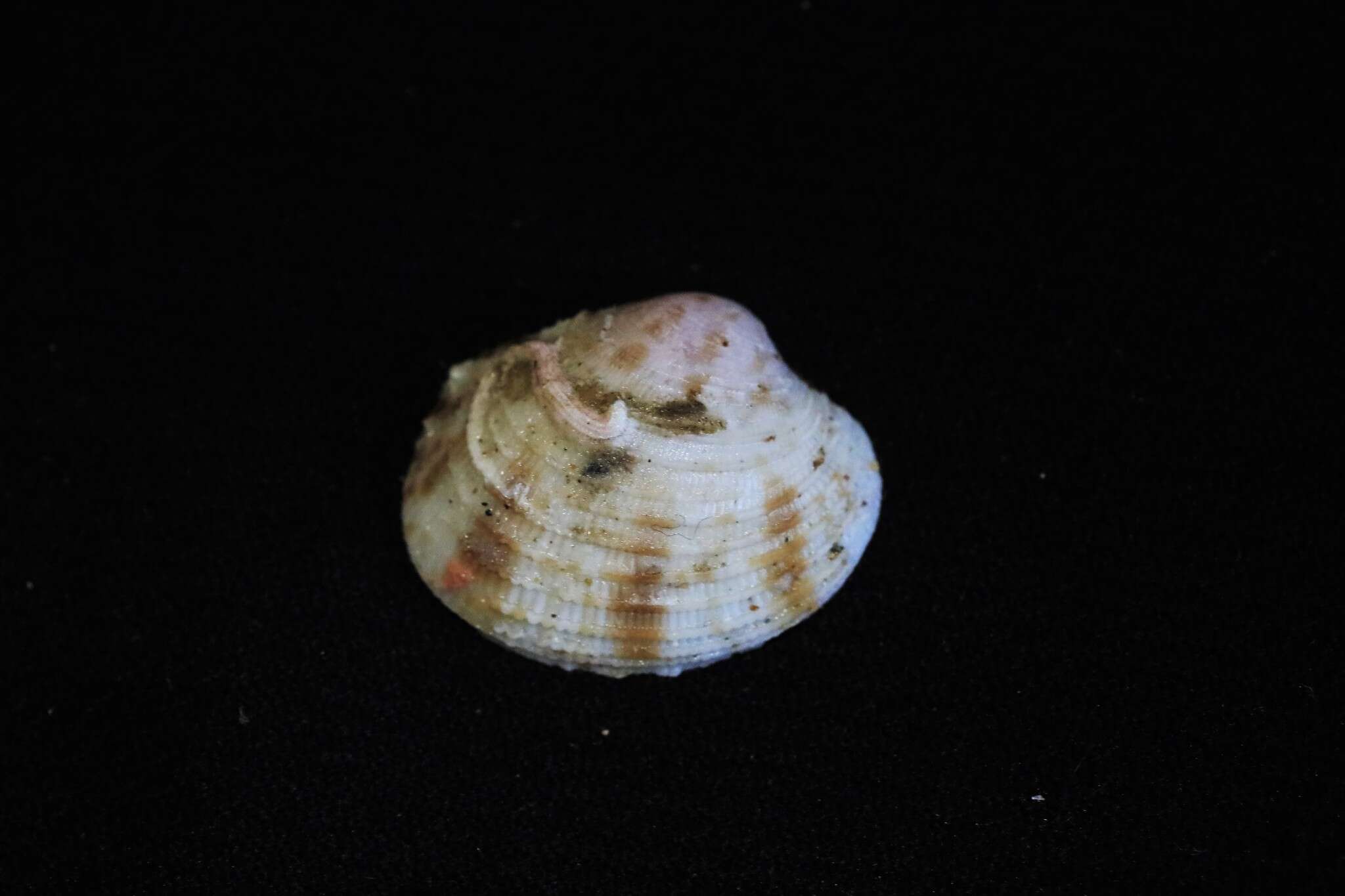 Antigona persimilis (Iredale 1930) resmi