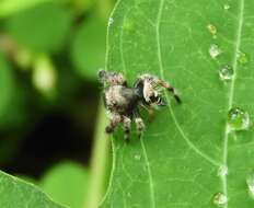 Sivun Phidippus maddisoni Edwards 2004 kuva