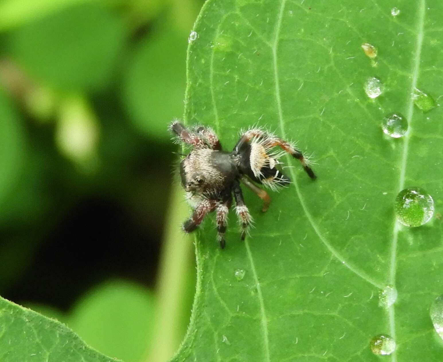 Sivun Phidippus maddisoni Edwards 2004 kuva