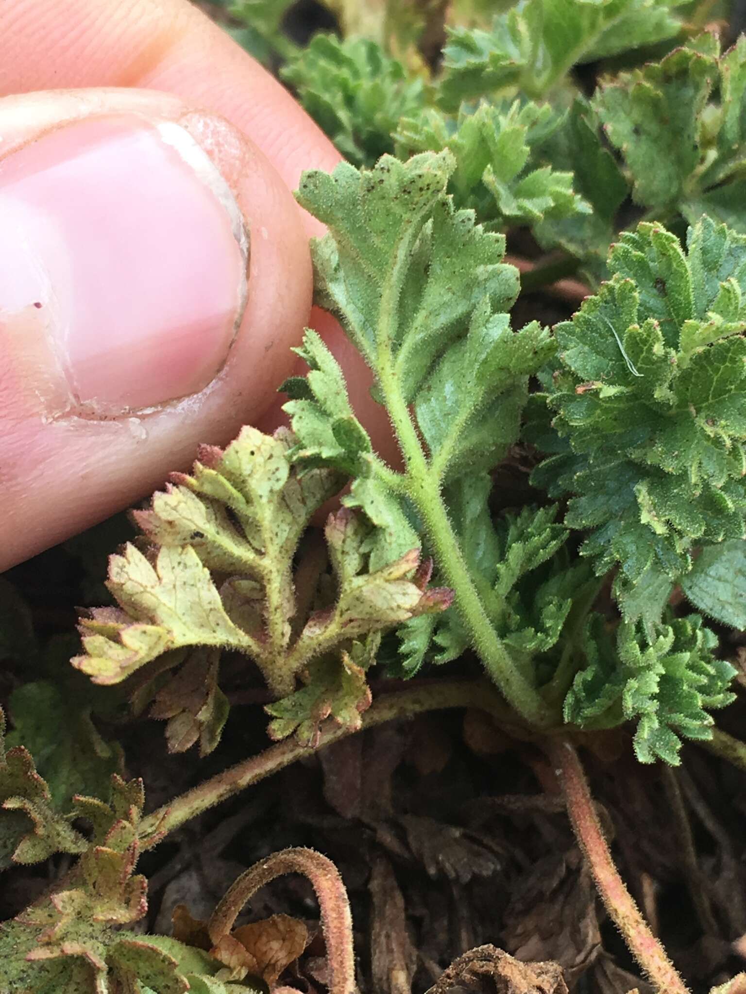 Image of sparseleaf cinquefoil