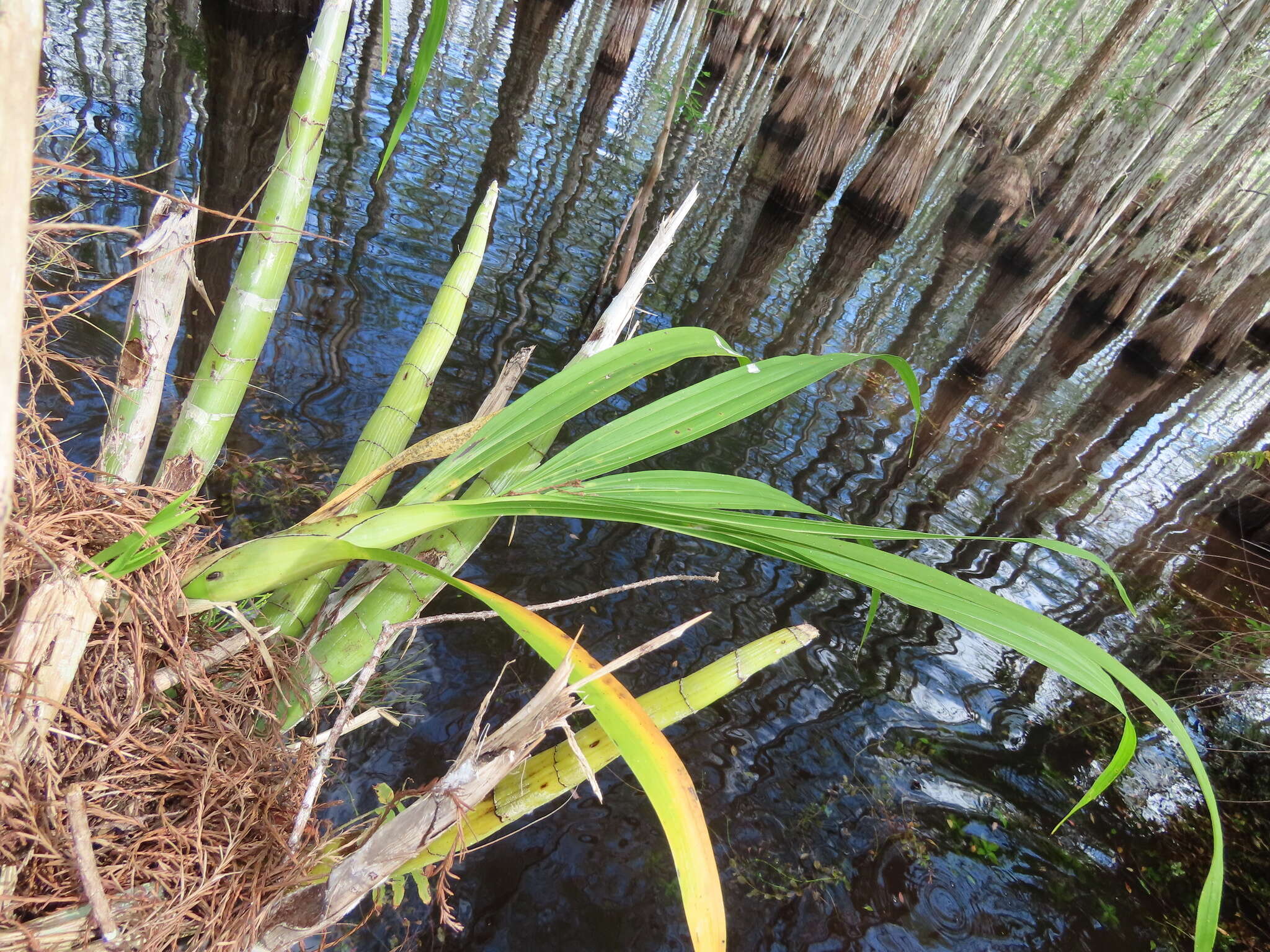 Image of cowhorn orchid