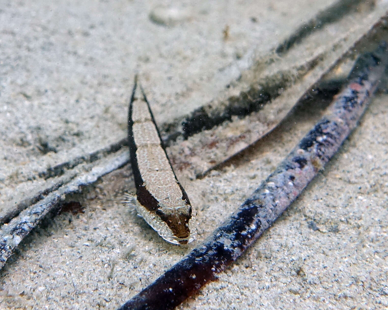 Image of Black flathead