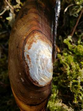 Anodonta cygnea (Linnaeus 1758) resmi