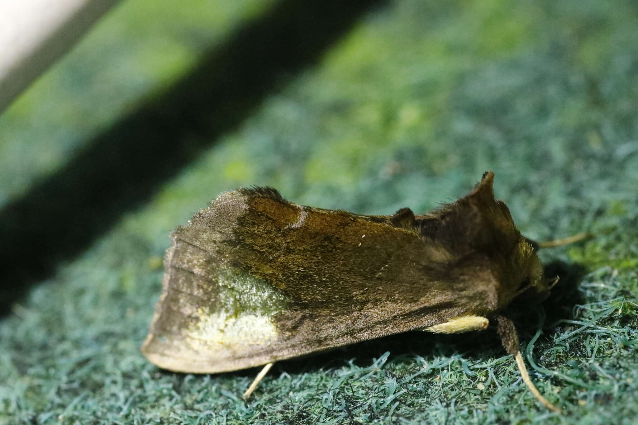 Image of scarce burnished brass