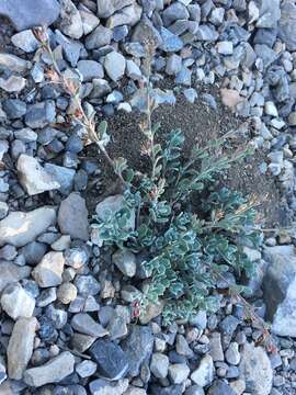 Image of Jaeger's beardtongue