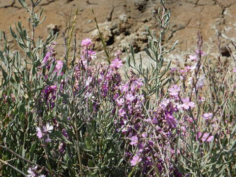 Image of Limoniastrum monopetalum (L.) Boiss.