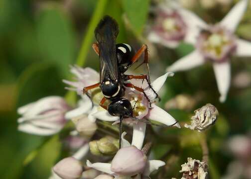 Episyron albonotatum (Vander Linden 1827) resmi