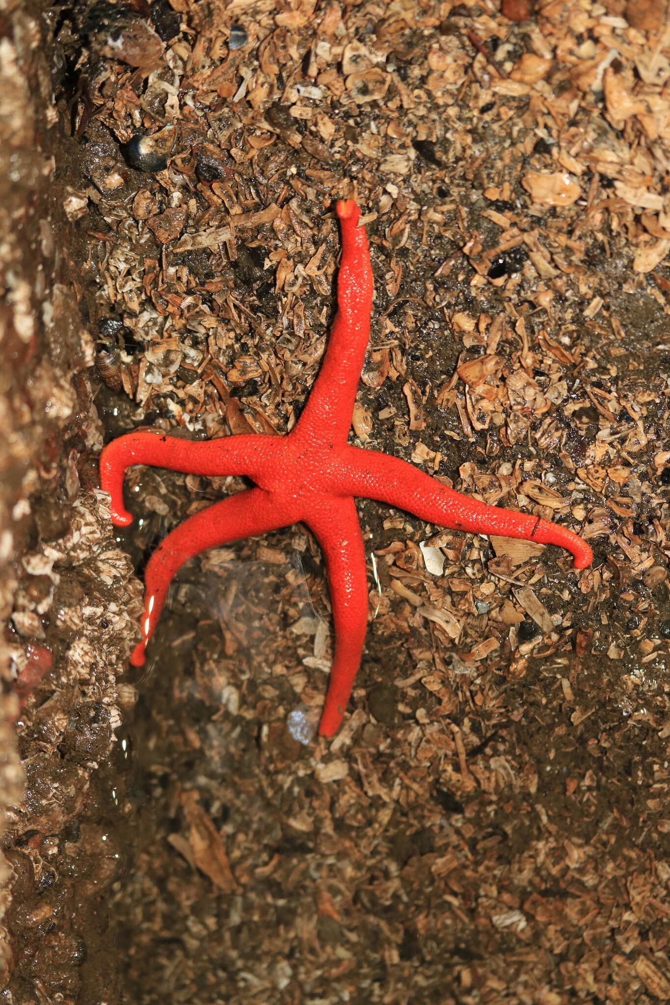 Image of Pacific blood star