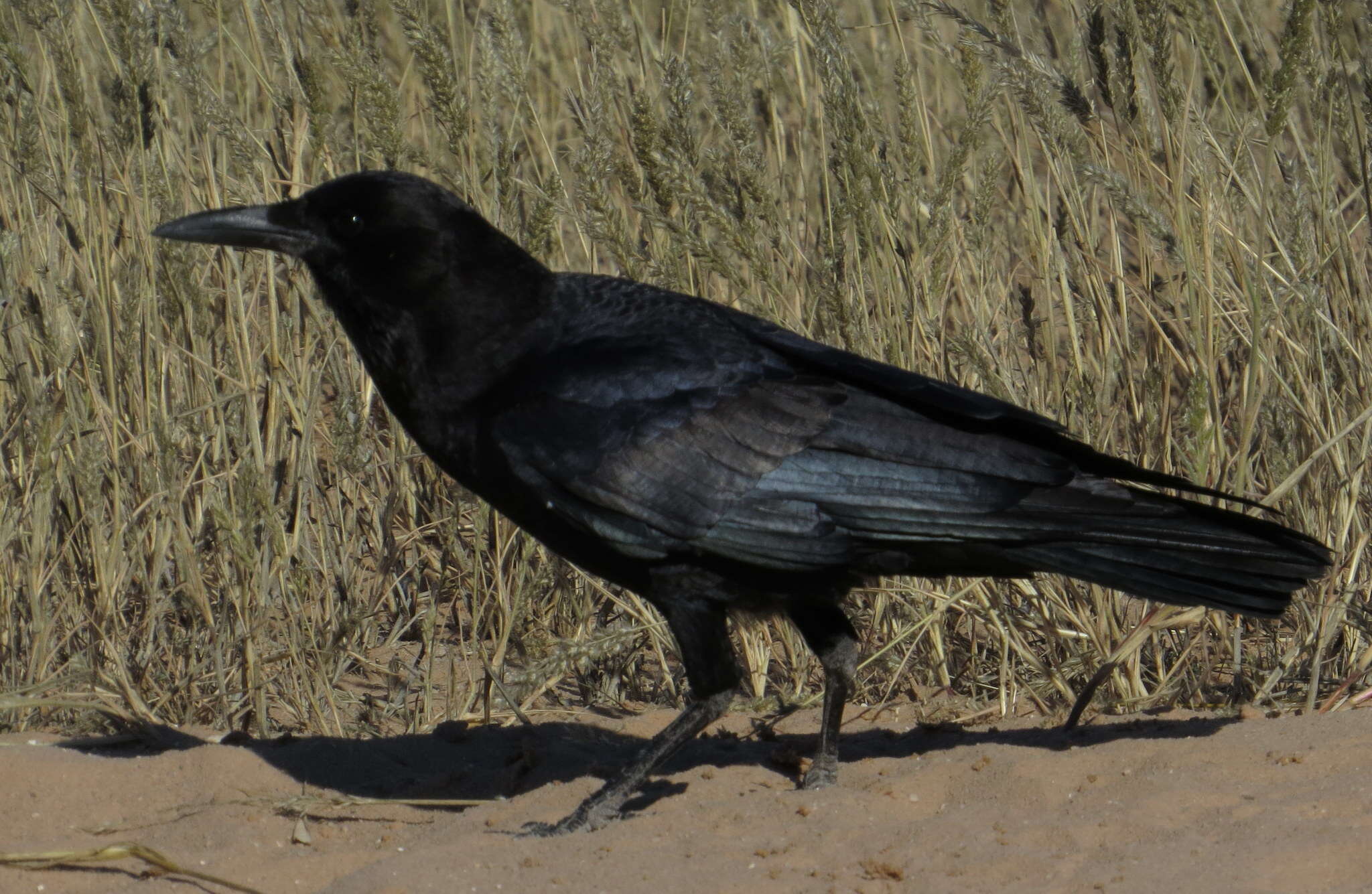 Image of Black Crow