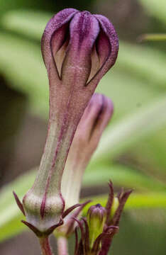 Image of Ceropegia media (Huber) M. Y. Ansari