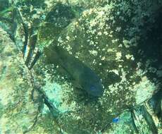 Image of Bumphead damselfish