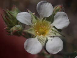 Image de Ivesia sericoleuca (Rydb.) Rydb.