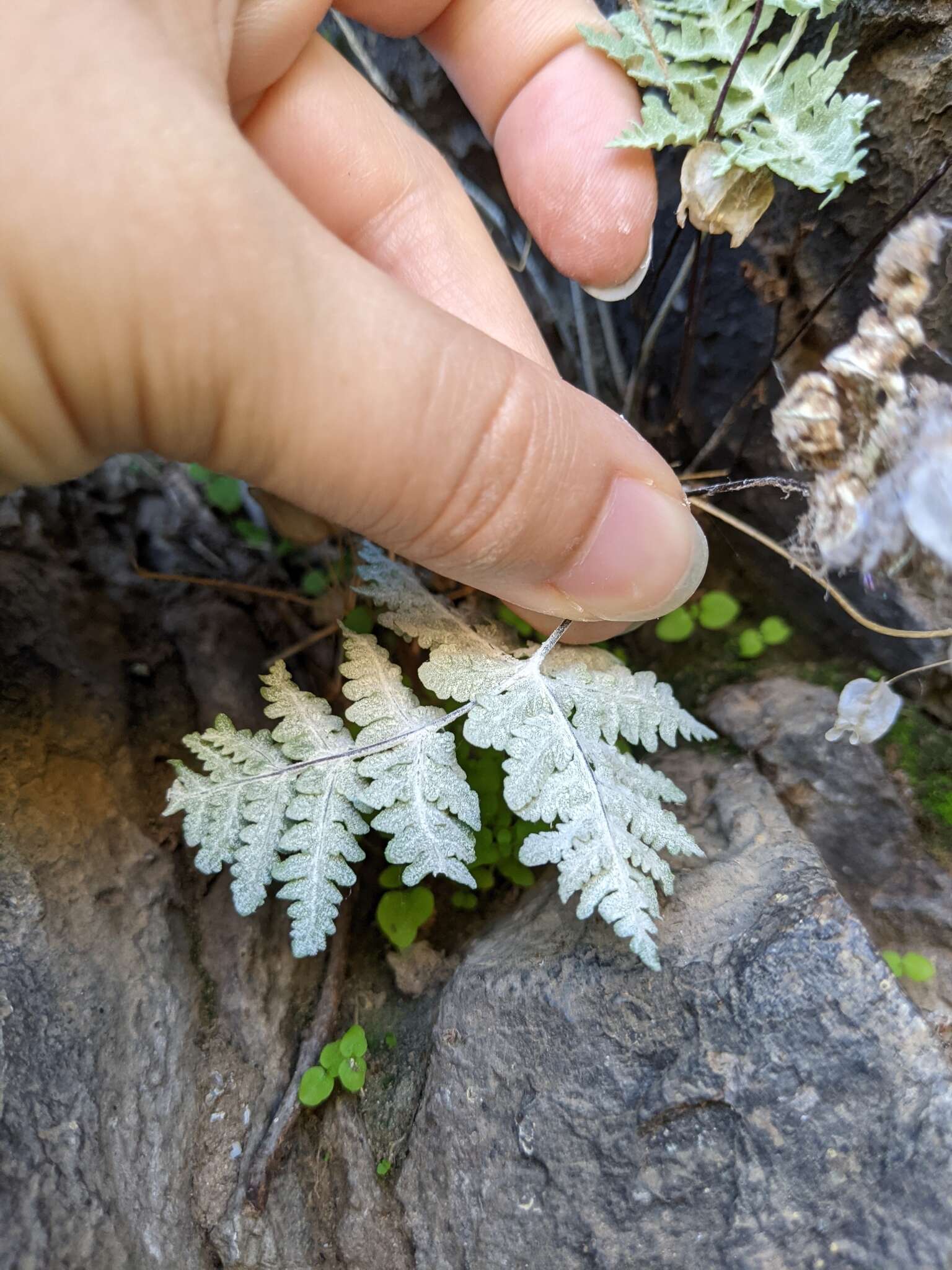 Sivun Pentagramma pallida (Weath.) Yatskievych, Windham & Wollenweber kuva