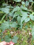 Image of Eupatorium tashiroi Hayata