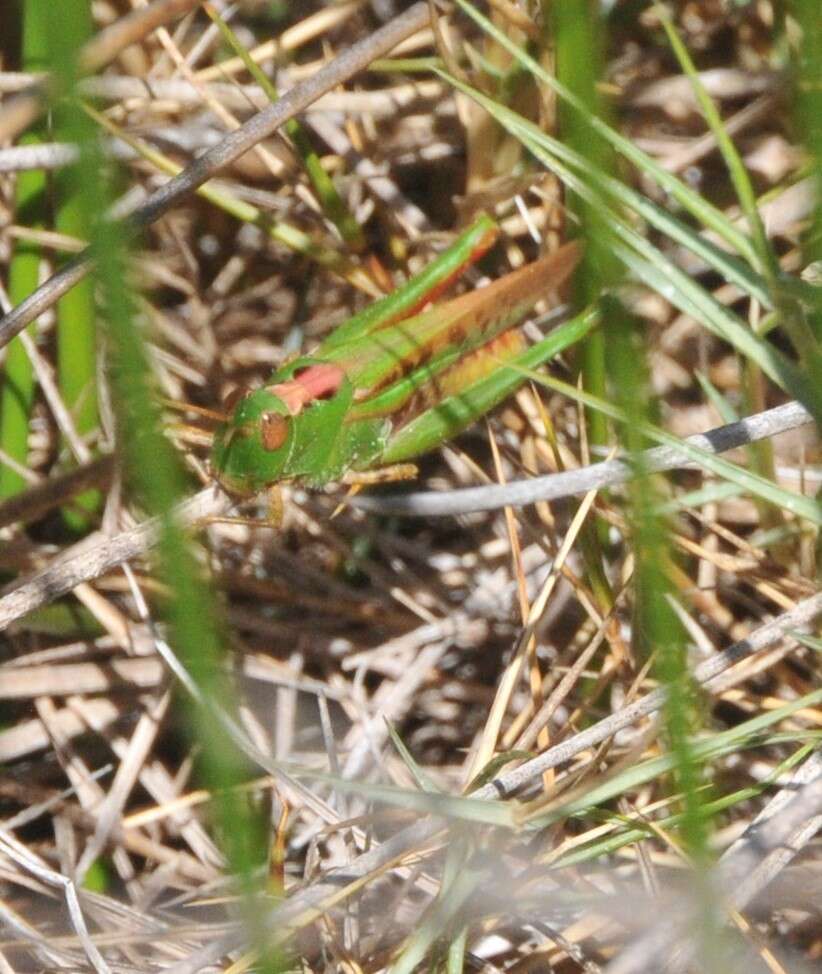 Image of Australian plague locust