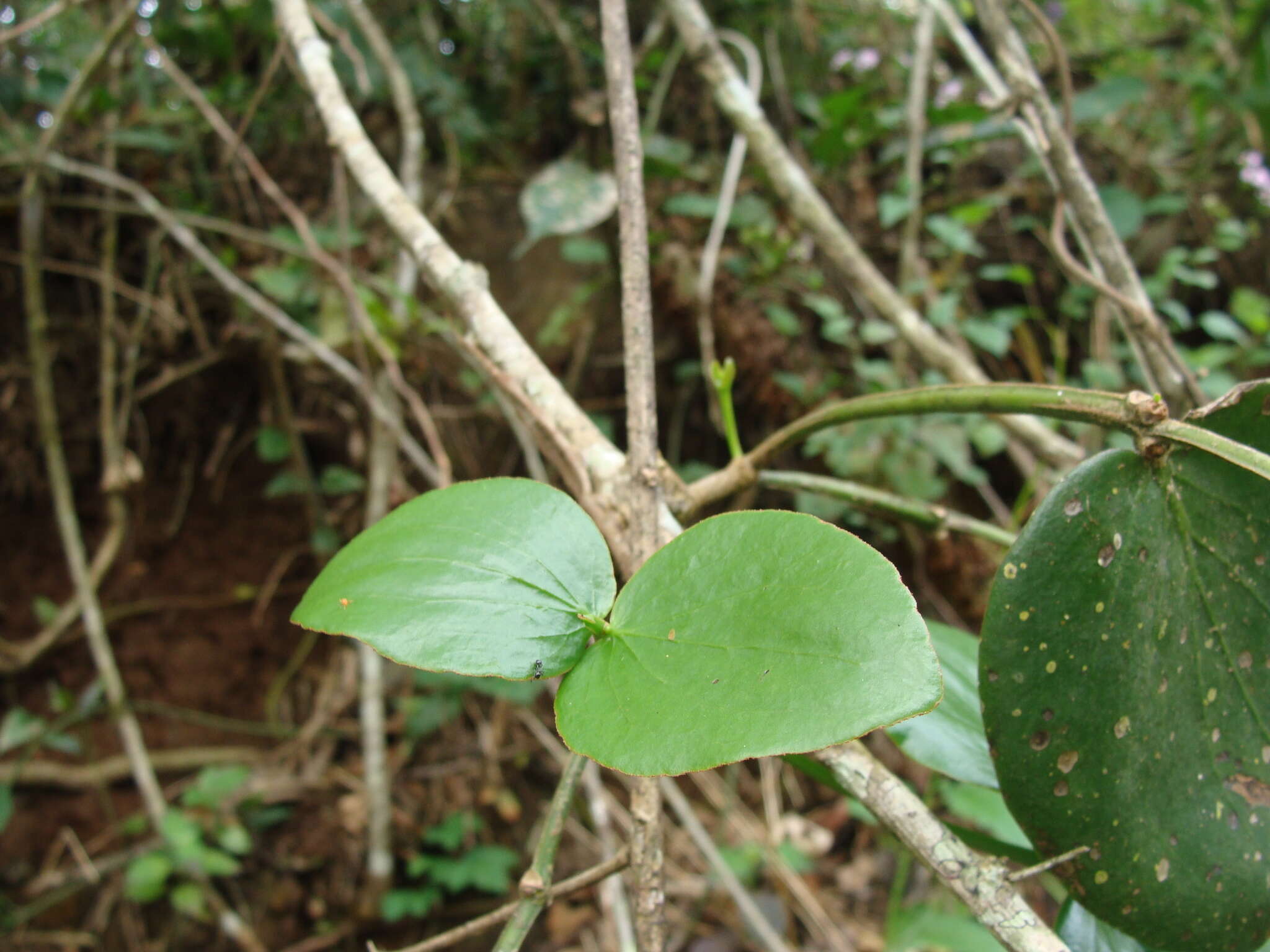 Image of Oryctanthus cordifolius (Presl) Urban