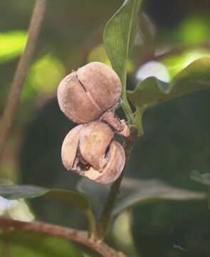 Image of Blachia umbellata (Willd.) Baill.