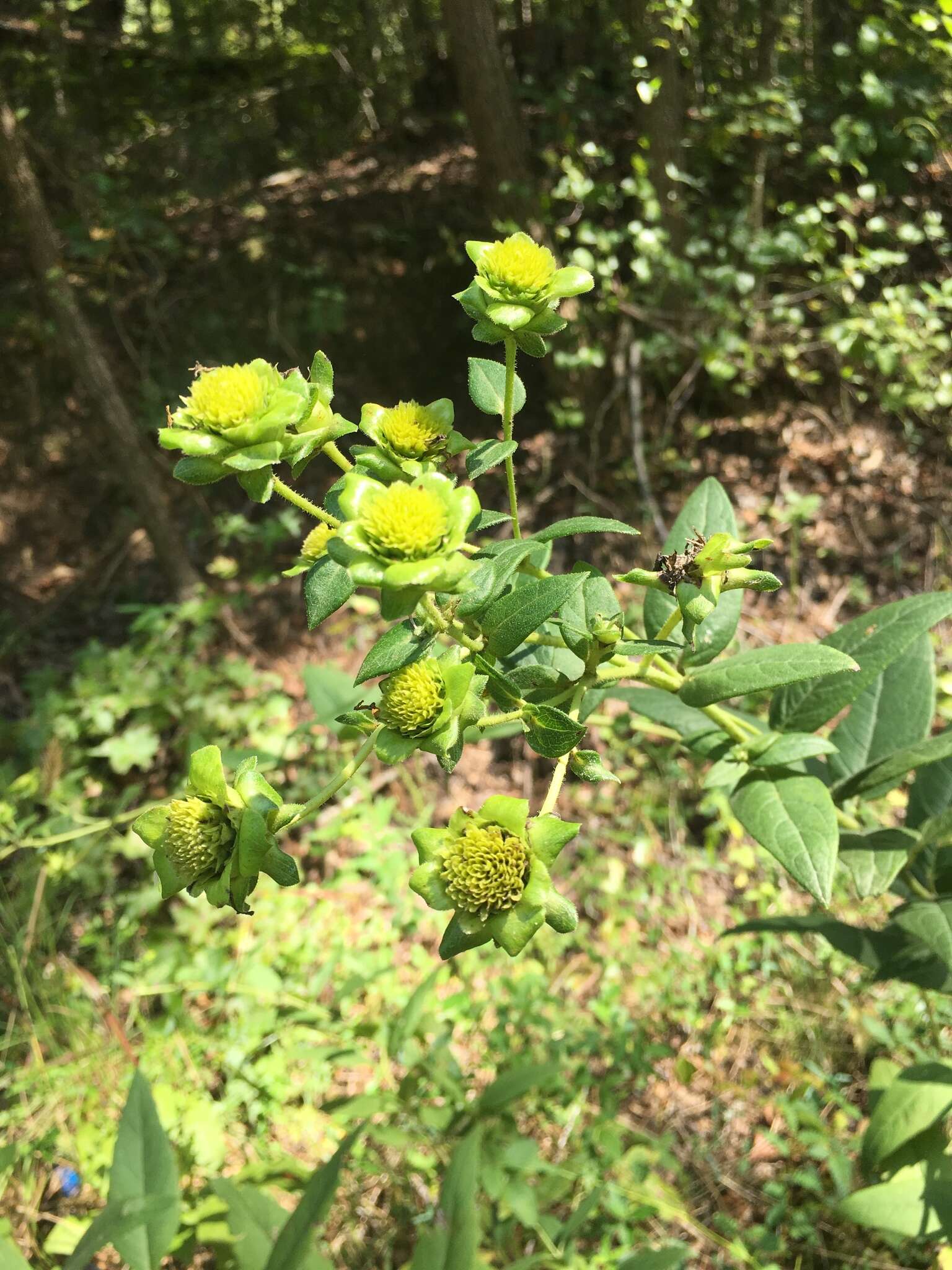 Image of starry rosinweed